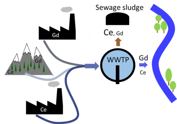 Elements like cerium (Ce) and gadolinium (Gd) enter wastewater treatment plants (WWTPs) via wastewater