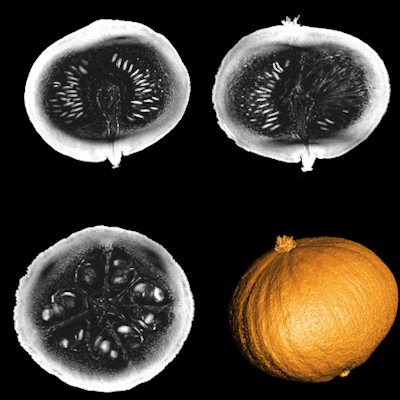 MRI scans of a pumpkin at 11.7 tesla