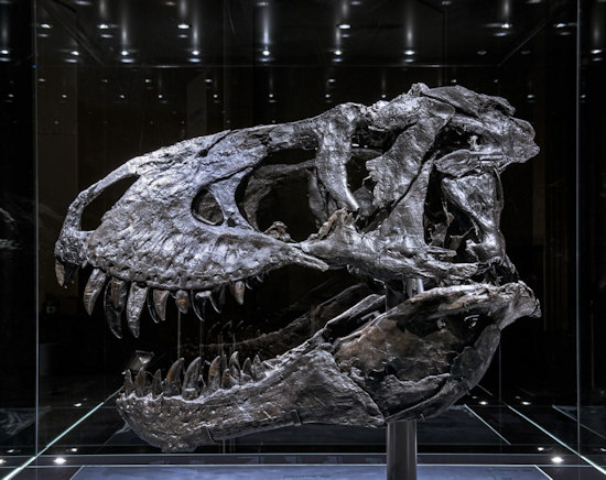 The Tristan Otto T-rex skull that was examined by researchers
