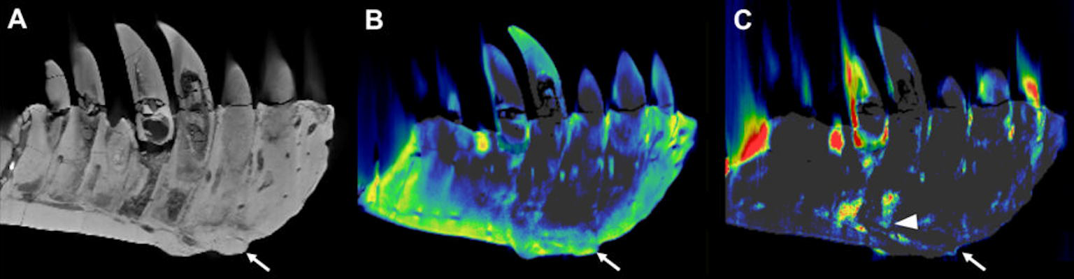 CT reconstructions of the tooth-bearing part of the left dentary