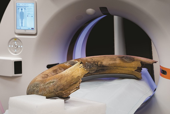 Photograph of the positioning of the woolly mammoth tusk in the scanner