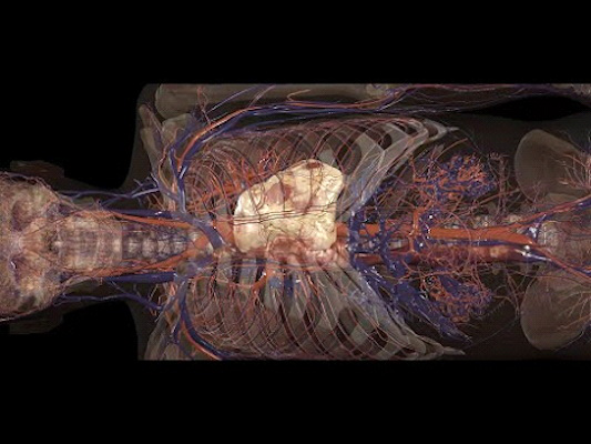 A still of a 3D cadaver featured in Anatomage Table 10 software